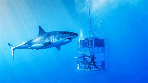 shark diving california san francisco|cage diving with sharks california.